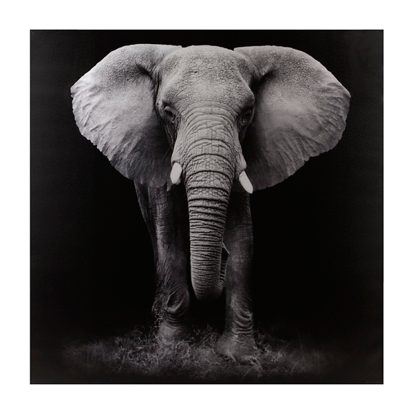 Elephant Art Black And White