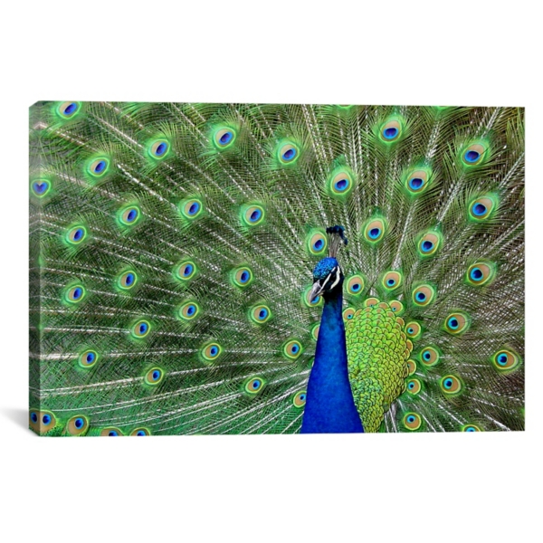 Peacock Feathers Canvas Art Print | Kirklands Home