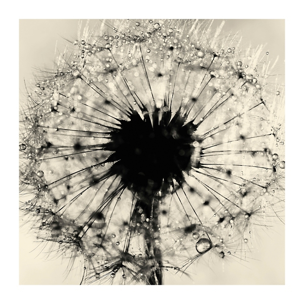 Black and White Dandelion Giclee Canvas Art Print