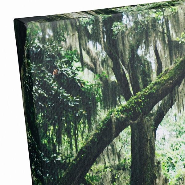 Oak Tree Arch Photography Canvas Art Print