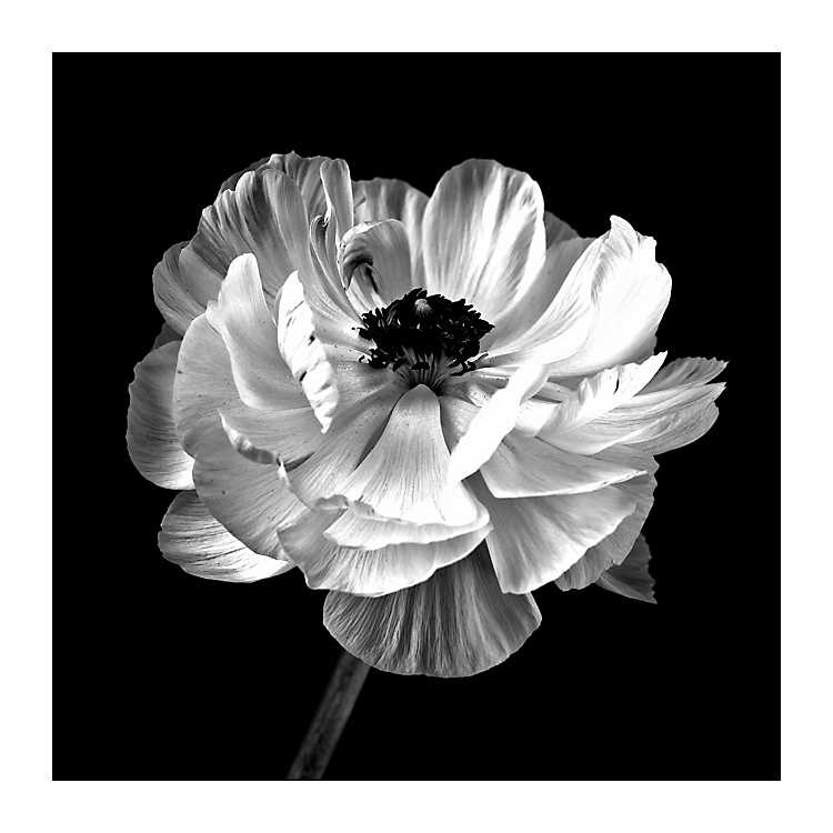 Black and White Ranunculus Art Print Modern Wall Art Flower Photograph
