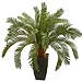 Cycas Floor Plant in Tall Black Planter, 30 in.