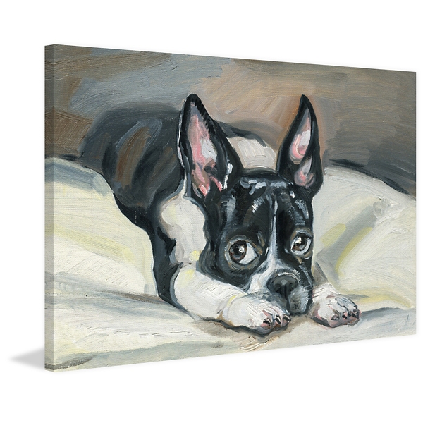 wall eyed french bulldog