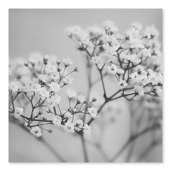 Black And White Baby S Breath Canvas Art Kirklands