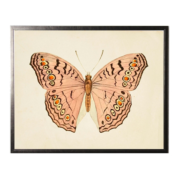 butterfly ii