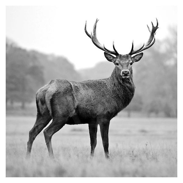 Proud Deer Giclee Canvas Art Print Kirklands Home