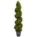 Boxwood Spiral Topiary, 48 in.