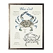 Nature Study of a Blue Crab Framed Art Print