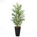 Bamboo Tree in Round Black Planter