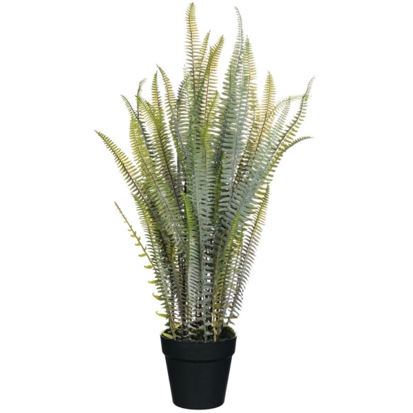 Feathery Fern Plant In Black Planter 30 In Kirklands