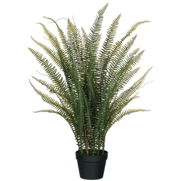 Feathery Fern Plant In Black Planter 38 In Kirklands