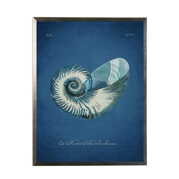 Navy Nautilus Shell Framed Art Print Kirklands