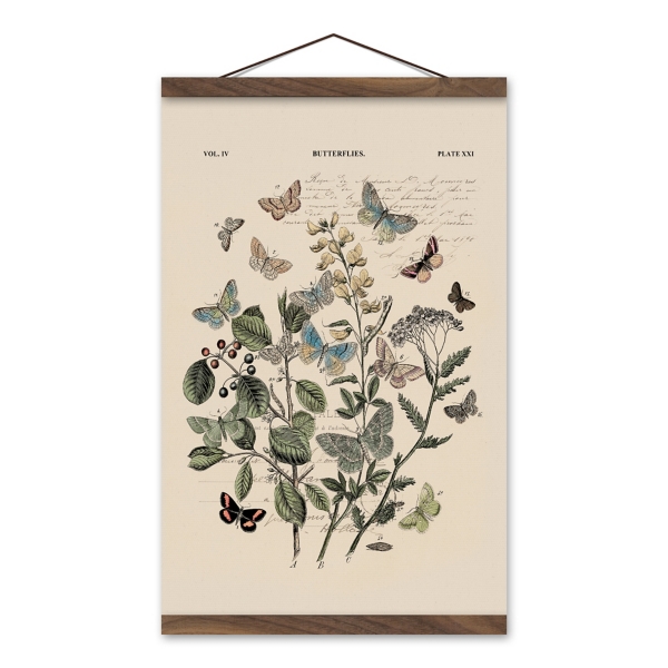 Vintage Butterfly Diagram