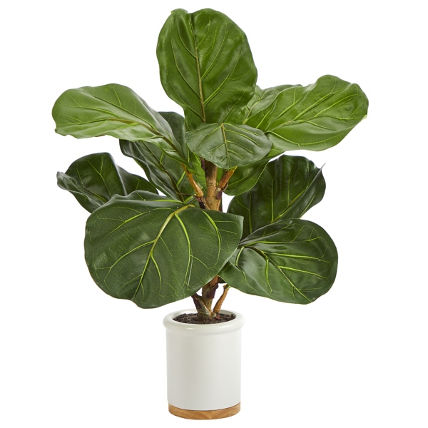 Fiddle Leaf Fig in White Ceramic Planter