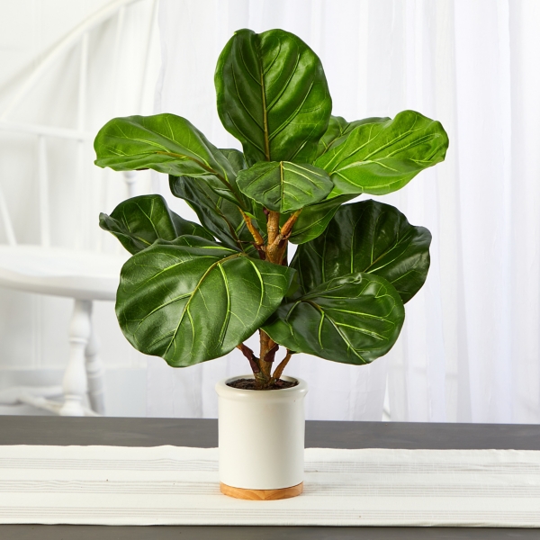 Fiddle Leaf Fig in White Ceramic Planter
