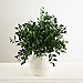 Potted Greenery Mix Arrangement, 15 in.