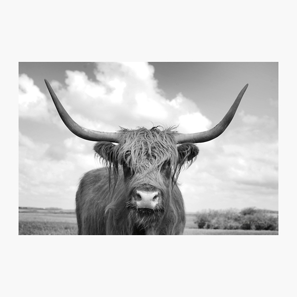 On The Ranch IV Giclee Canvas Art Print Kirklands Home