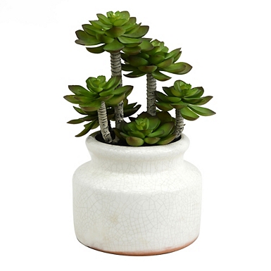 Succulent in Glass Pot - Set of 3 - 47th & Main