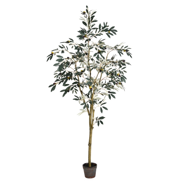 Potted Olive Branch Tree, 6 ft. Kirklands Home