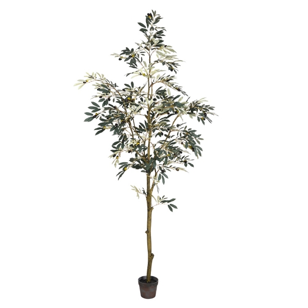 Potted Olive Tree, 7 ft.