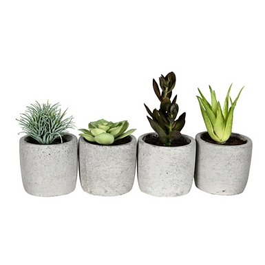 Succulent in Glass Pot - Set of 3 - 47th & Main