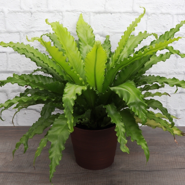 Live Victoria Bird Nest Fern in Copper Pot, 11 in. | Kirklands Home