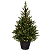 4 ft. Pre-Lit Reeder Pine Christmas Tree