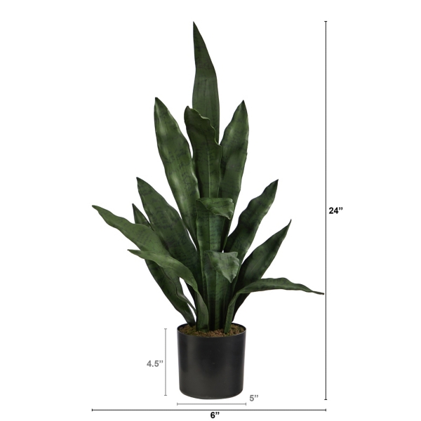 Dark Green Sansevieria in Nursery Planter, 24 in.