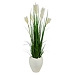 Blooming Ivory Wheat Plume Grass Plant