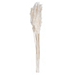 Bleached Preserved Plume Reed Bundles, Set of 2