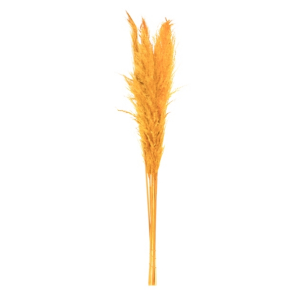 Natural Golden Pampas Grass Stems, Set of 6 Kirklands Home