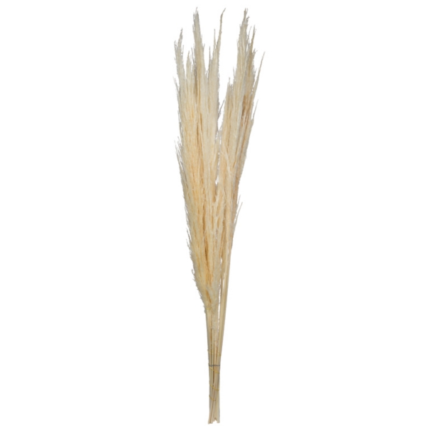 Natural Bleached Pampas Grass Stems, Set of 6 Kirklands Home