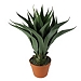 Agave Succulent Plant in Terracotta Planter