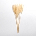 Natural Pampas Bundle