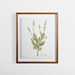 Golden Leaves Herbs Lavender Framed Art Print