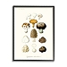 Botanical Mushroom Species Framed Canvas Art Print