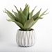 Agave Succulent in White Pot
