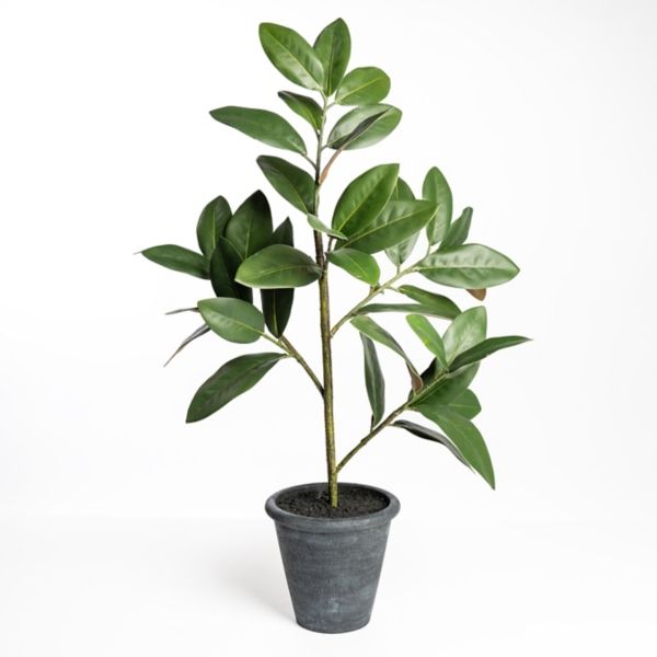 Potted Magnolia Tree | Kirklands Home