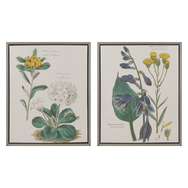 Martha Stewart Botanical Framed Prints, Set of 2 | Kirklands Home