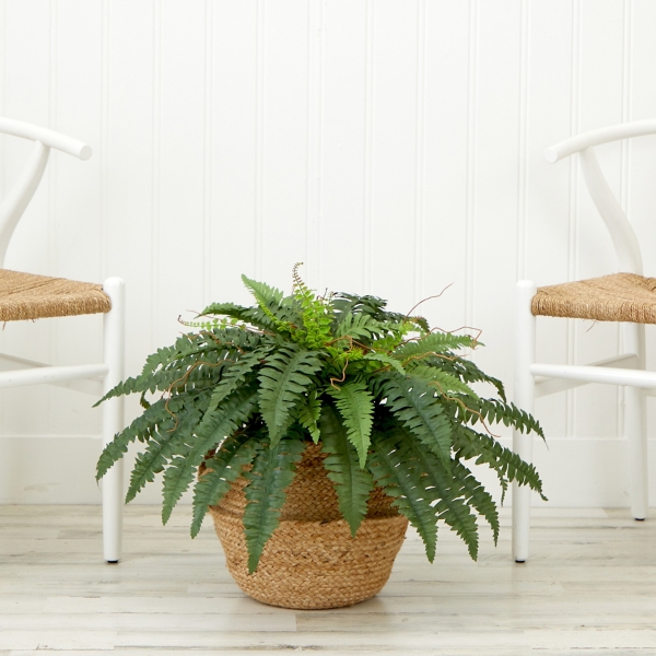 Boston Fern Arrangement in Brown Basket DIY Kit