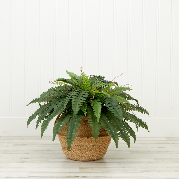 Boston Fern Arrangement in Brown Basket DIY Kit