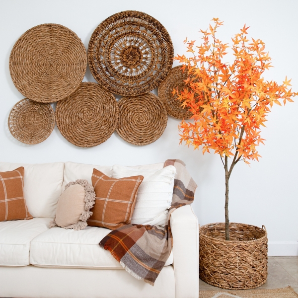 Orange Maple Tree in Black Planter, 7 ft.