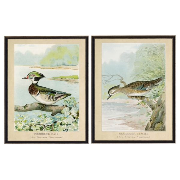 Wood Duck Duo Framed Art Prints, Set of 2