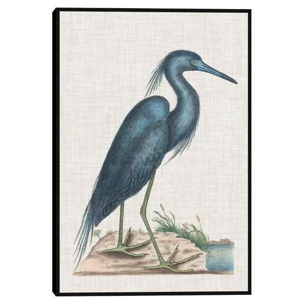 Catesby Blue Heron Framed Canvas Art Print