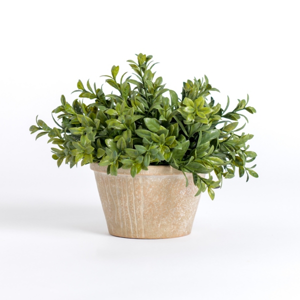 Boxwood Arrangement in Rustic Ceramic Pot