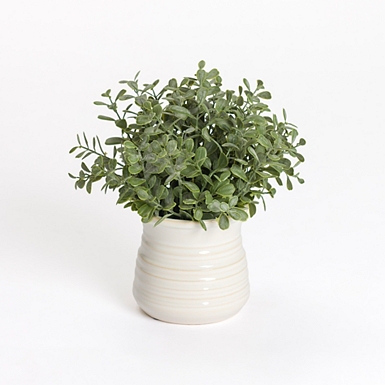 Lamb's Ear Arrangement in White Vase
