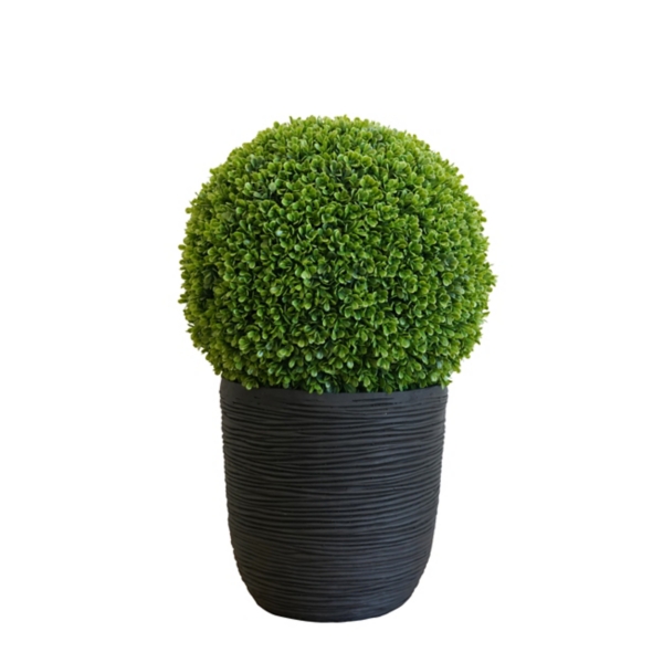 Boxwood Topiary in Decorative Black Pot