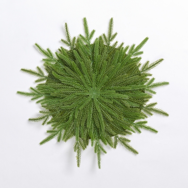 Natural Norfolk Pine Placemat