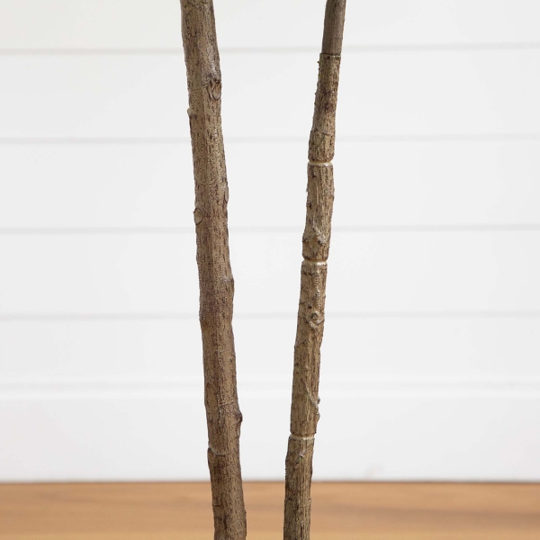 Rubberwood Tree in Planter, 6 ft.