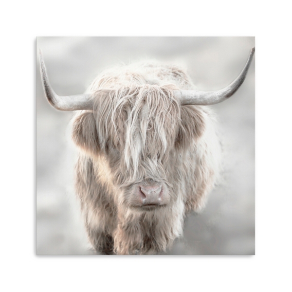 Solo Highland Cow Canvas Art Print, 40x40, Gray, Large | Kirkland's Home